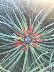 Fascicularia