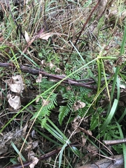 Pteridium esculentum