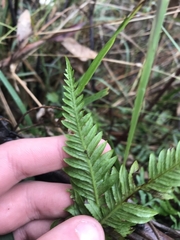 Pteridium esculentum