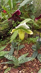 Paphiopedilum