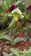 Paphiopedilum