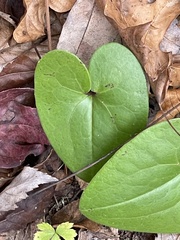 Hexastylis arifolia