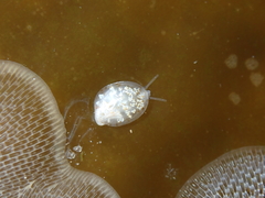 Calyptraeidae