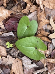 Hexastylis arifolia