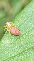 Opisthoncus polyphemus