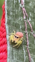 Opisthoncus polyphemus