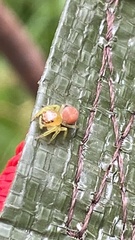 Opisthoncus polyphemus