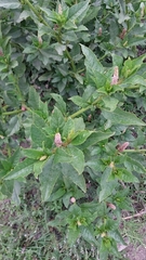 Phytolacca bogotensis
