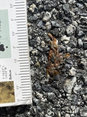 Ensatina eschscholtzii