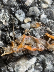 Ensatina eschscholtzii
