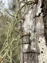 Usnea subfloridana