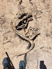 Myrmecophaga tridactyla