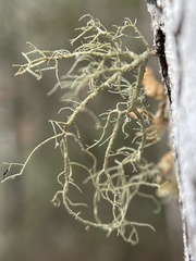 Usnea subfloridana