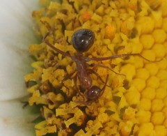 Formica pallidefulva