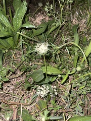 Daucus