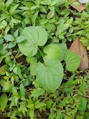 Piper umbellatum