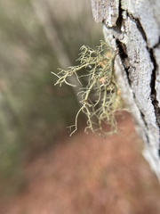 Usnea subfloridana