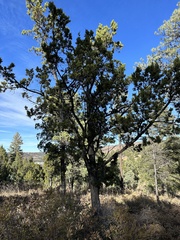 Juniperus monosperma