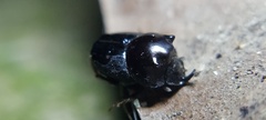 Onthophagus nasutus