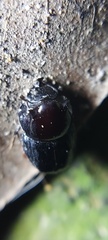 Onthophagus nasutus