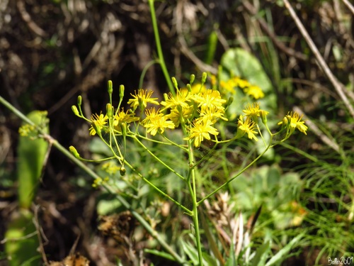 Sonchus image