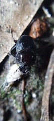 Onthophagus nasutus
