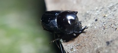 Onthophagus nasutus