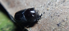 Onthophagus nasutus