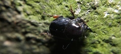 Onthophagus nasutus