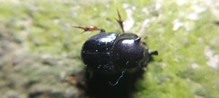 Onthophagus nasutus