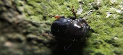Onthophagus nasutus