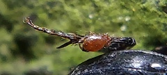 Onthophagus nasutus