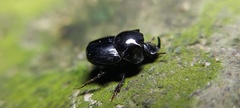 Onthophagus nasutus