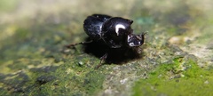 Onthophagus nasutus