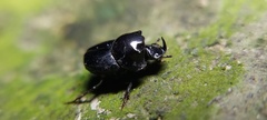 Onthophagus nasutus
