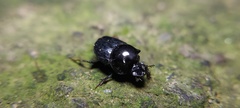 Onthophagus nasutus