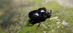 Onthophagus nasutus