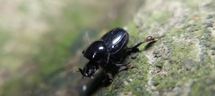Onthophagus nasutus