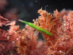 Pentidotea kirchanskii