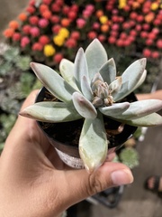 Pachyveria