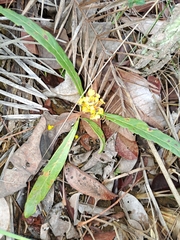 Byrsonima crassifolia