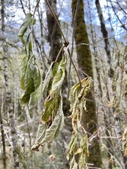 Alnus