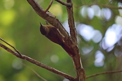 Sittasomus griseicapillus