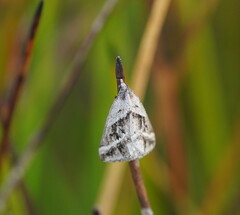 Dichromodes stilbiata