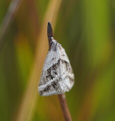 Dichromodes stilbiata