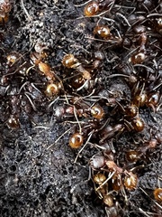 Aphaenogaster fulva