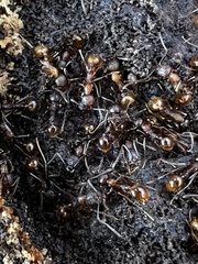 Aphaenogaster fulva