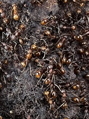 Aphaenogaster fulva