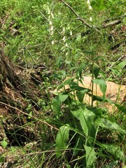 Digitalis viridiflora