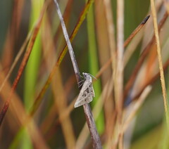 Dichromodes stilbiata